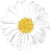 Blühende Margerite mit weißen Blütenblättern und gelber Mitte.