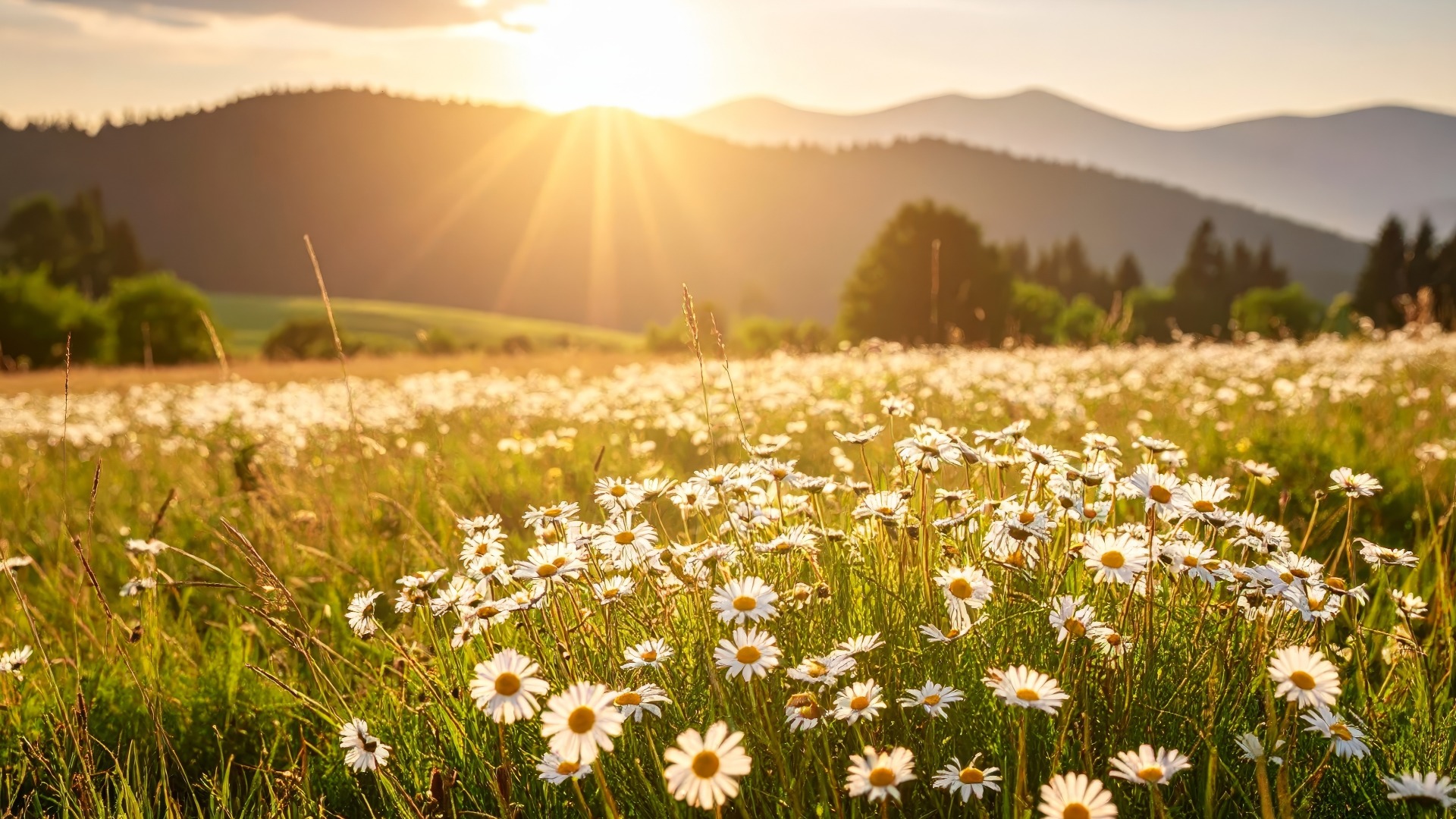 Spätsommerlandschaft mit Gänseblümchen Wiese und Sonnenstrahl