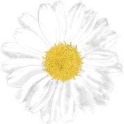 Weiße Blume mit gelber Mitte, sieht natürlich und frisch aus